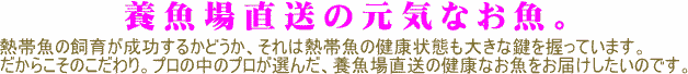 養魚場直送の元気なお魚。