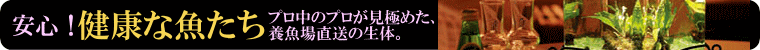 健康な魚たち