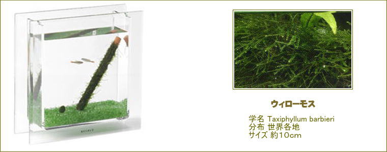 ミニ薄型水槽セット