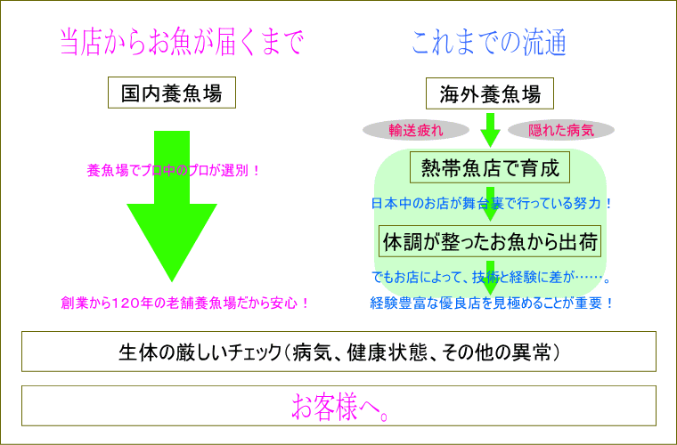 当店からお魚が届くまで