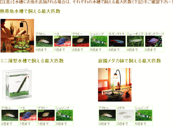 水槽で飼える最大匹数