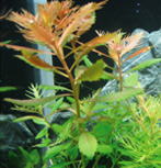 プロセルピナカ