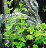 ウォーターカーナミン