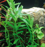 グリーンロタラ