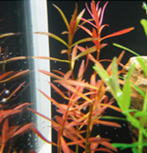 ニードルリーフ