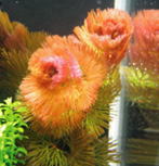 レッドカボンバ