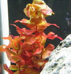 レッドリーフバコバ