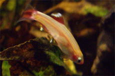 �S�[���f���A�J�q��