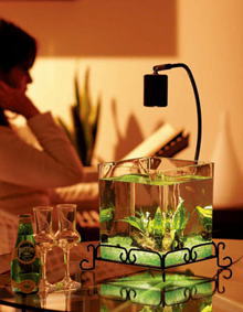 熱帯魚水槽セット