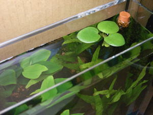 �J���[�i����