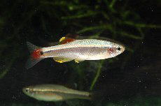 �A�J�q���̃I�X