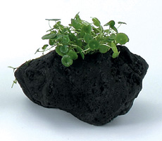 �n��Εt�E�H�[�^�[�}�b�V�����[��