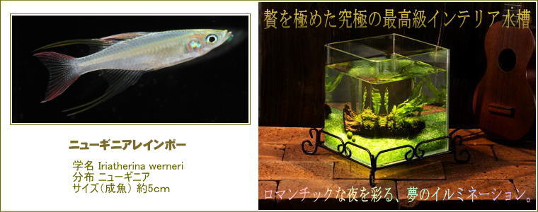 熱帯魚の小型飼育セット（お魚つき） - 水槽 通販