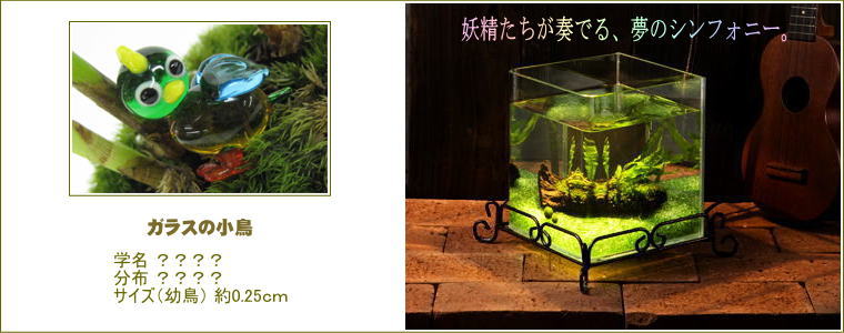 幻想世界の熱帯魚水槽