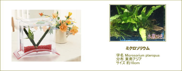 �~�j���^���������Z�b�g