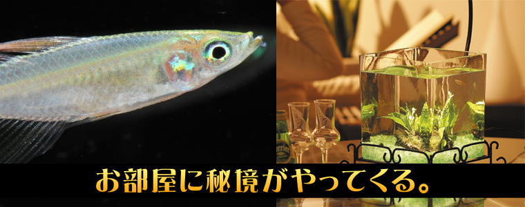 ���C���{�[�t�B�b�V������Z�b�g