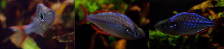 �l�I���h���[�t���C���{�[