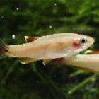 �S�[���f���A�J�q��