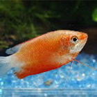 ���b�h�O���~�[