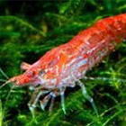 �A�J�q���ƃG�r����Z�b�g