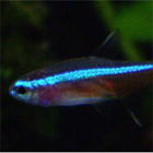 ��������΃A�N�A���E��