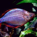 ���C���{�[�t�B�b�V��