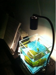 �g�ݗ��Ă��������������Z�b�g