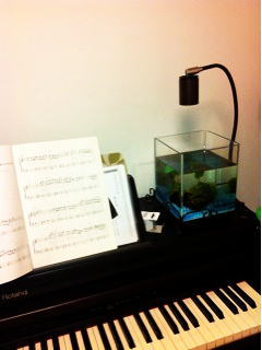 �������������Z�b�g