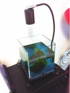 �g�ݗ��Ē��̐���