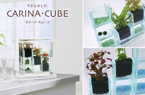 �J���[�i�E�L���[�u