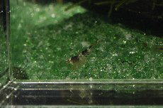 �r�[�V�������v