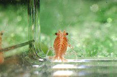 �`�F���[�V�������v