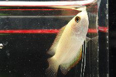 �S�[���f���n�j�[�O���~�[