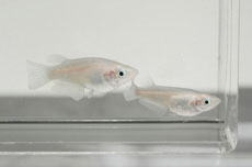 ���߂���