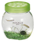 ���K�[���E�v�`